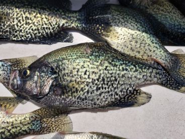 Crappie on Egypt