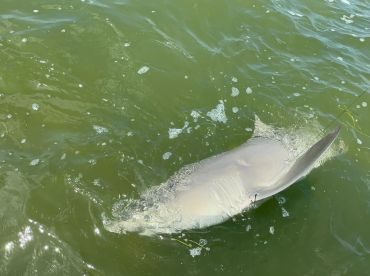 A shark is seen breaking the surface of the water during a fishing expedition, showcasing the excitement of saltwater fishing.