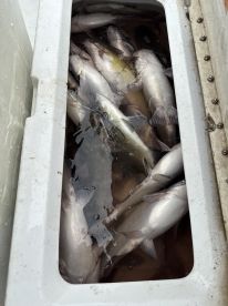 A cooler filled with various fish, including catfish and bass, showcasing a successful fishing trip.