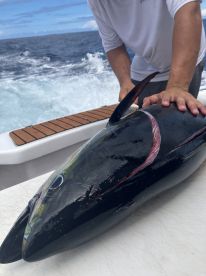 A fisherman prepares a large Tuna on the deck of a sport fishing boat, showcasing the vibrant colors and sleek body of the catch against a backdrop of ocean waves.