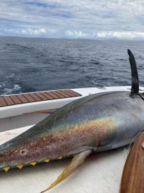 A large Yellowfin Tuna displayed on the deck of a sport fishing boat, showcasing the catch in a deep blue ocean environment.