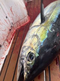 Close-up of a large Yellowfin Tuna on the deck of a fishing boat, showcasing the vibrant colors and details of the fish after a successful catch.