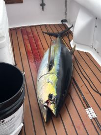 A large Yellowfin Tuna displayed on the deck of a fishing boat, showcasing the catch after a successful offshore trip.