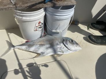 A sizable fish, likely a Snapper, is displayed on the deck of a boat next to buckets, indicating a successful fishing trip.
