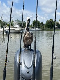 A pelican perched on the engine of a boat surrounded by fishing rods at a marina, showcasing a serene fishing environment.