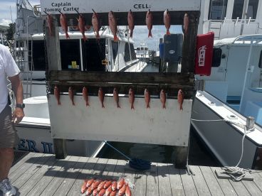 A variety of Snapper displayed on a catch board at the dock, showcasing a successful fishing trip with Captain Tommy Carter.