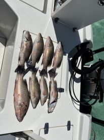 A selection of Snapper laid out on the deck of a boat, showcasing a successful fishing trip in clear waters.