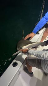 Anglers actively reeling in a shark during a night fishing trip, showcasing the excitement of deep-sea fishing.