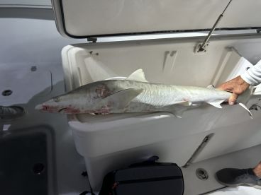 A shark is being stored in a cooler on a fishing boat, showcasing the catch from a recent fishing trip.