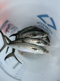 A collection of Spanish Mackerel stored in a bucket, showcasing a successful fishing trip.