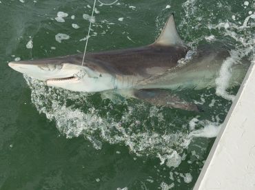 A shark is being reeled in during an exciting fishing trip, showcasing the thrill of deep-sea fishing.
