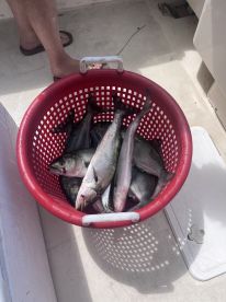 A basket filled with freshly caught fish, including various species, resting on the deck of a fishing boat.