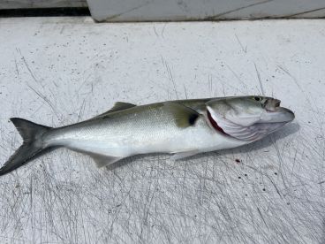 Most Relentless Capt Ever