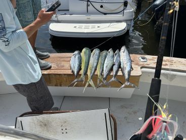 A selection of Mahi Mahi and other fish displayed on a board aboard a fishing boat, with a person taking a photo in the background.