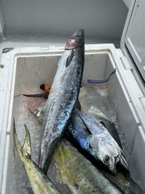 A variety of fish, including a large Kingfish and Mahi Mahi, stored in a cooler filled with ice, showcasing a successful fishing trip.