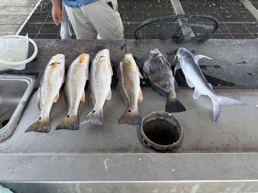 A selection of various fish, including Redfish and Black Drum, displayed on a cleaning station at a fishing dock.