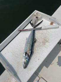 A freshly caught Spanish Mackerel displayed on a cleaning table, showcasing its vibrant colors and distinctive markings.