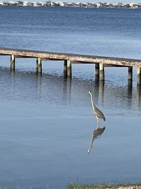 A heron stands in shallow water near a dock, reflecting in the calm surface, with waterfront homes in the background.