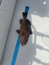 A freshly caught Grouper displayed on a measuring tape inside a boat, showcasing the fishing environment.