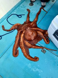 A large octopus displayed on the deck of a fishing boat, showcasing the catch from a recent deep-sea fishing trip.