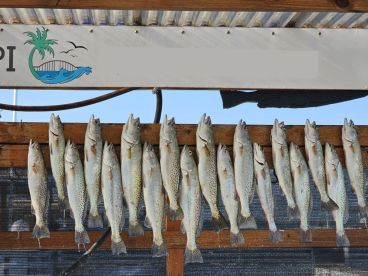 A display of freshly caught Speckled Trout arranged neatly on a board, showcasing a successful fishing trip.