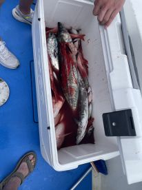 First time red snapper trip was awesome!