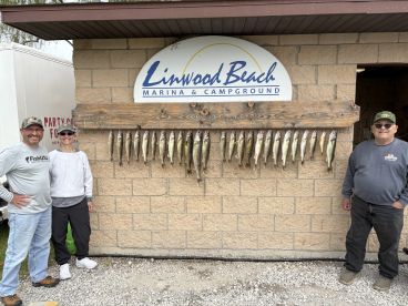 A group of three anglers proudly posing in front of a catch board displaying several Walleye at Linwood Beach Marina after a successful fishing trip.