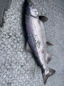 A large Silver Salmon displayed on a metal surface, showcasing the catch from a recent fishing trip.