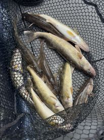 A variety of Walleye and other fish stored in a net, showcasing a successful fishing trip.