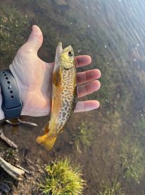 Fly fishing lakes and streams in the Utah mountains for the first time