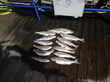 A collection of freshly caught trout displayed neatly on a dock, showcasing a successful fishing trip.