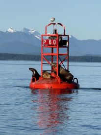 A buoy with sea lions basking in the sun, set against a backdrop of snow-capped mountains, showcasing a serene marine environment.