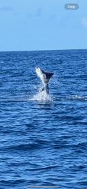 A majestic Marlin leaps out of the water during a deep-sea fishing adventure, showcasing the thrill of sport fishing.