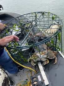 A crab trap filled with crabs is being handled on a fishing boat, showcasing a typical crabbing experience.