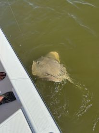 A close-up view of a stingray swimming near the boat during a fishing trip, showcasing the excitement of fishing in shallow waters.