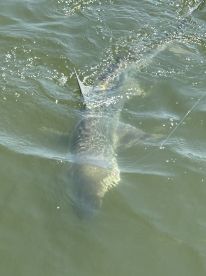 A large fish is seen breaking the surface of the water, showcasing an exciting moment during a fishing trip.