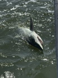 A large shark is being reeled in during a fishing trip, showcasing the excitement of deep-sea fishing.