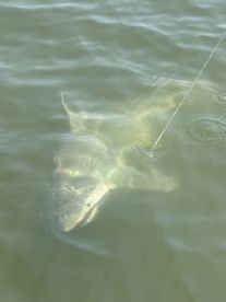 A large shark is visible just below the water's surface, showcasing an exciting moment during a fishing expedition.