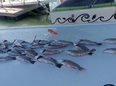 A variety of Snapper laid out on a cleaning table at the dock, showcasing a successful fishing trip.