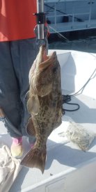 A young angler proudly displaying a large Grouper caught while fishing on a boat.