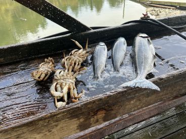 A selection of freshly caught fish and crabs displayed on a dock, showcasing a successful fishing trip.