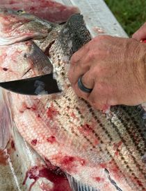A close-up of a filleting process on a freshly caught striped bass, showcasing the intricate details of the fish's scales and flesh.