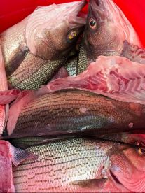 A collection of striped bass stored in a cooler, showcasing a successful fishing trip.