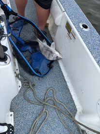 A fisherman on a boat is preparing to land a Black Drum caught in a net, showcasing the excitement of the catch.