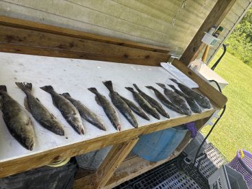 A selection of freshly caught Speckled Trout laid out on a cleaning table, showcasing a successful fishing trip.