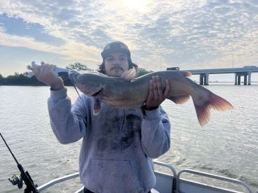 Angler proudly displaying a large Catfish while fishing from a boat, with a scenic backdrop of a bridge and cloudy sky.