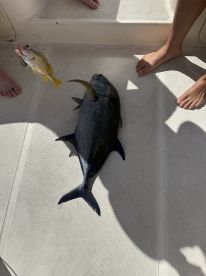 A large Black Grouper and a smaller Yellowtail Snapper displayed on the deck of a boat, showcasing a successful fishing trip.