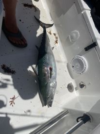 A freshly caught fish, likely a tuna, resting on the deck of a boat, showcasing the fishing environment.