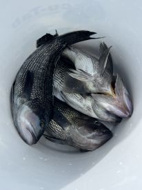 Great trip, great captain 