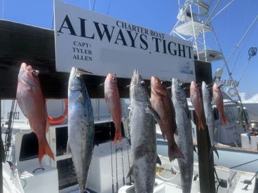 A variety of fish including Snapper and Kingfish displayed on a catch board aboard the charter boat 'Always Tight', showcasing a successful fishing trip.